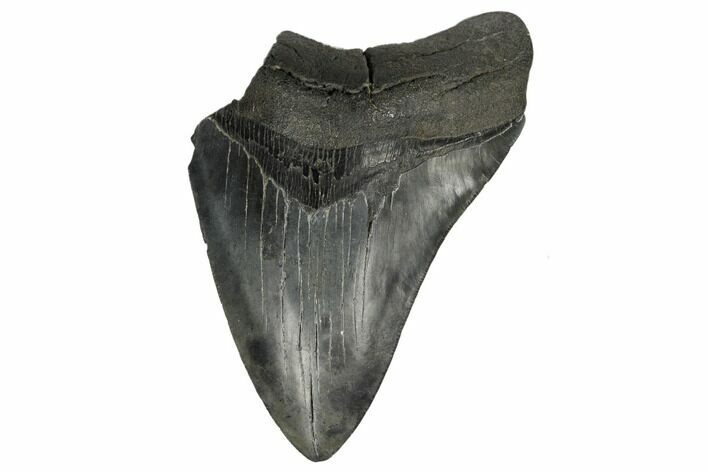 Partial, Fossil Megalodon Tooth - South Carolina #180883